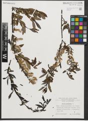 Foto von Salix purpurea L.